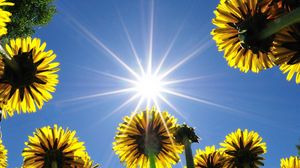 Preview wallpaper dandelions, field, sky, sun, rays, summer