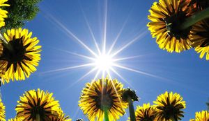 Preview wallpaper dandelions, field, sky, sun, rays, summer