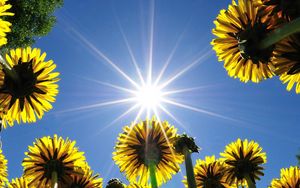 Preview wallpaper dandelions, field, sky, sun, rays, summer