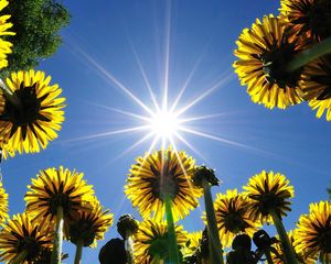 Preview wallpaper dandelions, field, sky, sun, rays, summer