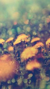 Preview wallpaper dandelions, flowers, background, grass