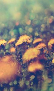 Preview wallpaper dandelions, flowers, background, grass