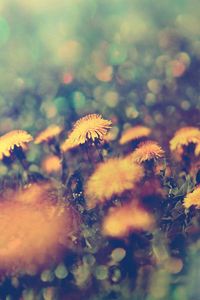 Preview wallpaper dandelions, flowers, background, grass