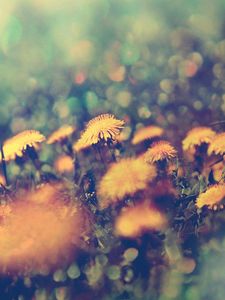 Preview wallpaper dandelions, flowers, background, grass