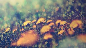 Preview wallpaper dandelions, flowers, background, grass