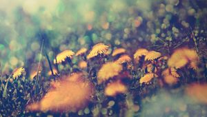 Preview wallpaper dandelions, flowers, background, grass