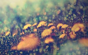 Preview wallpaper dandelions, flowers, background, grass