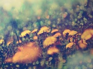 Preview wallpaper dandelions, flowers, background, grass