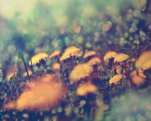 Preview wallpaper dandelions, flowers, background, grass