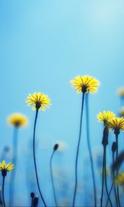 Preview wallpaper dandelions, flowers, blur, background