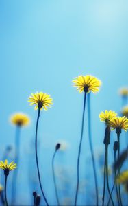 Preview wallpaper dandelions, flowers, blur, background