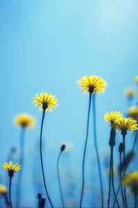 Preview wallpaper dandelions, flowers, blur, background