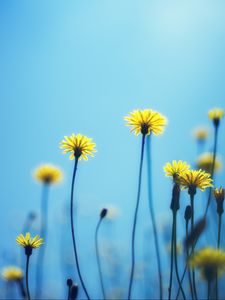 Preview wallpaper dandelions, flowers, blur, background