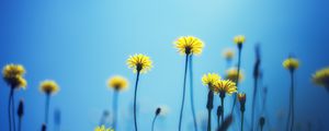 Preview wallpaper dandelions, flowers, blur, background