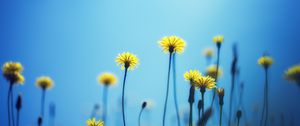 Preview wallpaper dandelions, flowers, blur, background