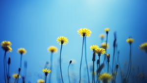 Preview wallpaper dandelions, flowers, blur, background