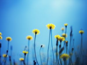 Preview wallpaper dandelions, flowers, blur, background