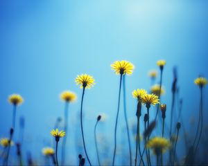 Preview wallpaper dandelions, flowers, blur, background