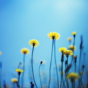 Preview wallpaper dandelions, flowers, blur, background