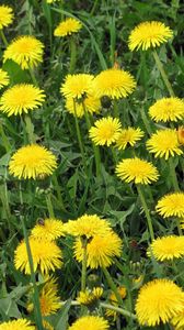 Preview wallpaper dandelions, flowers, bright, yellow, meadow, grass, summer