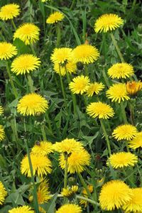 Preview wallpaper dandelions, flowers, bright, yellow, meadow, grass, summer