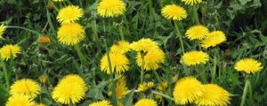 Preview wallpaper dandelions, flowers, bright, yellow, meadow, grass, summer