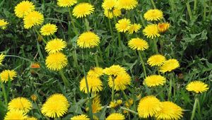 Preview wallpaper dandelions, flowers, bright, yellow, meadow, grass, summer