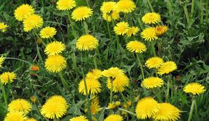 Preview wallpaper dandelions, flowers, bright, yellow, meadow, grass, summer