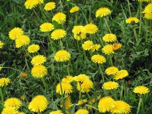 Preview wallpaper dandelions, flowers, bright, yellow, meadow, grass, summer