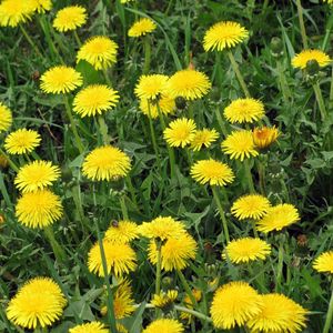 Preview wallpaper dandelions, flowers, bright, yellow, meadow, grass, summer