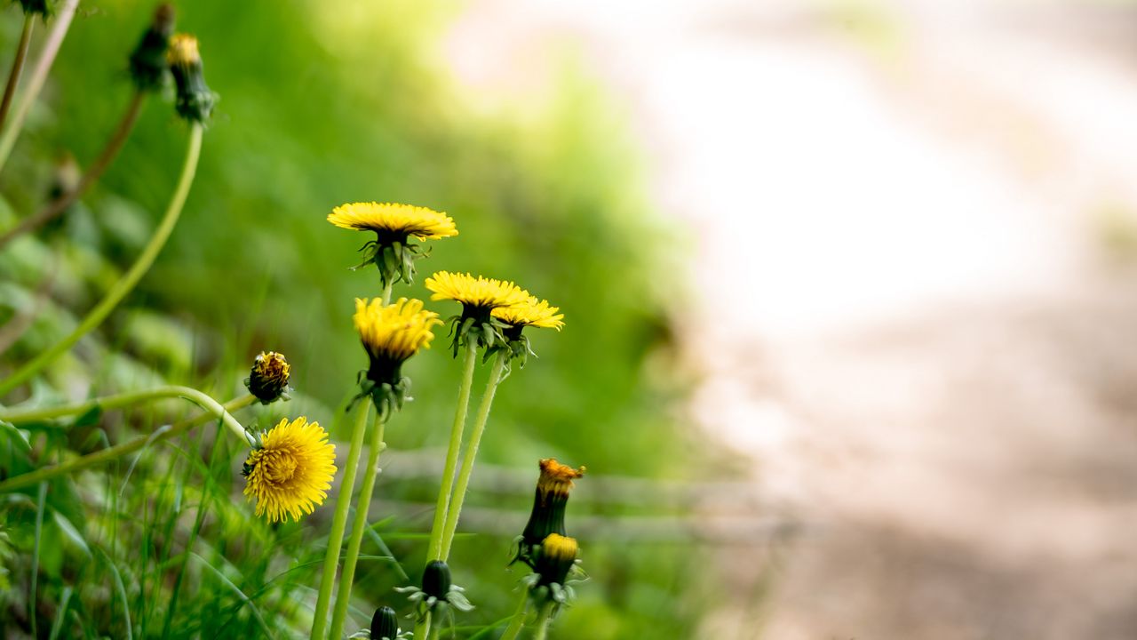 Wallpaper dandelions, flowers, buds, yellow, spring