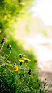 Preview wallpaper dandelions, flowers, buds, yellow, spring