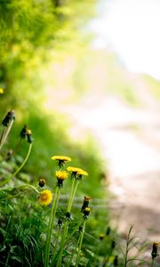 Preview wallpaper dandelions, flowers, buds, yellow, spring