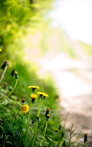 Preview wallpaper dandelions, flowers, buds, yellow, spring