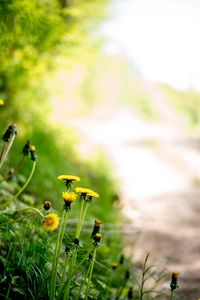 Preview wallpaper dandelions, flowers, buds, yellow, spring