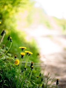 Preview wallpaper dandelions, flowers, buds, yellow, spring