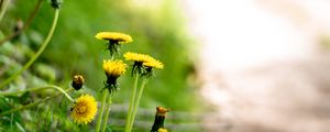 Preview wallpaper dandelions, flowers, buds, yellow, spring