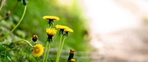 Preview wallpaper dandelions, flowers, buds, yellow, spring