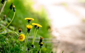 Preview wallpaper dandelions, flowers, buds, yellow, spring