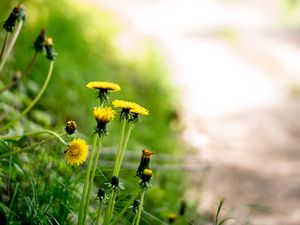 Preview wallpaper dandelions, flowers, buds, yellow, spring