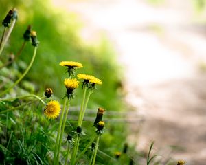 Preview wallpaper dandelions, flowers, buds, yellow, spring