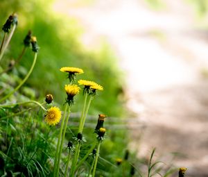 Preview wallpaper dandelions, flowers, buds, yellow, spring