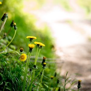 Preview wallpaper dandelions, flowers, buds, yellow, spring