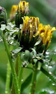 Preview wallpaper dandelions, flowers, curled, drops, grass, herbs