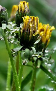 Preview wallpaper dandelions, flowers, curled, drops, grass, herbs