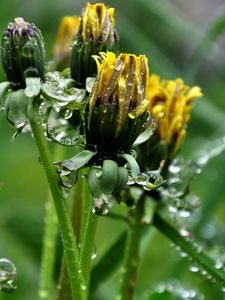 Preview wallpaper dandelions, flowers, curled, drops, grass, herbs