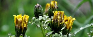 Preview wallpaper dandelions, flowers, curled, drops, grass, herbs