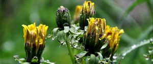 Preview wallpaper dandelions, flowers, curled, drops, grass, herbs