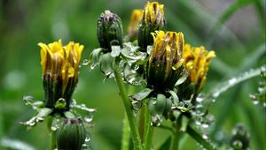 Preview wallpaper dandelions, flowers, curled, drops, grass, herbs