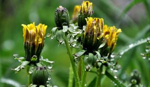 Preview wallpaper dandelions, flowers, curled, drops, grass, herbs